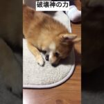 破壊された… #子犬 #可愛い #柴犬大好き #愛犬動画 #かわいい