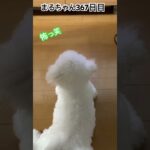 まるさんの後頭部は可愛い#ビションフリーゼ #癒し #犬のいる生活