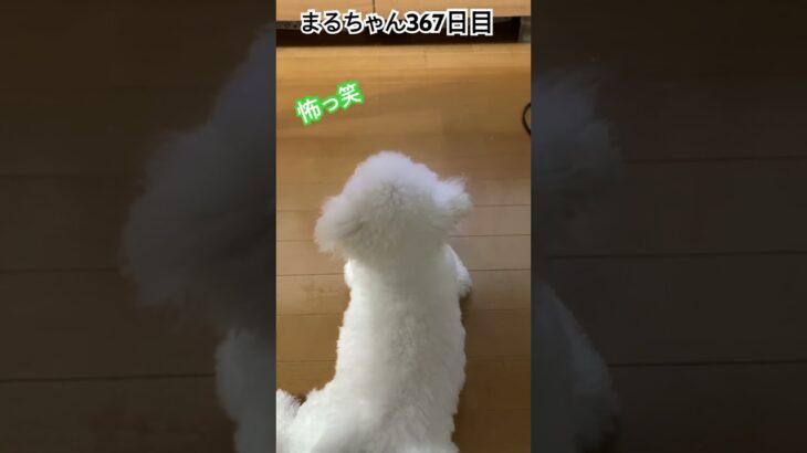 まるさんの後頭部は可愛い#ビションフリーゼ #癒し #犬のいる生活