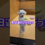 ティアラ👑に興味津々な子犬発見👀#かわいい犬 #子犬#マルチー#ポメラニアン #喜びの舞