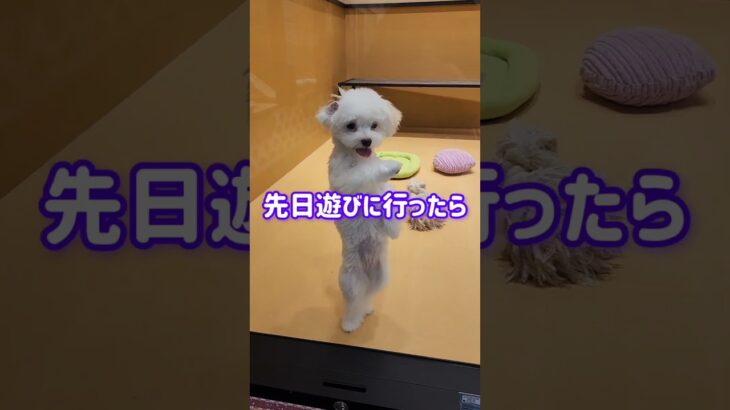 ティアラ👑に興味津々な子犬発見👀#かわいい犬 #子犬#マルチー#ポメラニアン #喜びの舞