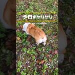 今日のケリケリ　#コーギー  #コーギー多頭飼い #コーギー犬 #ウェルシュコーギー #コーギールナメル