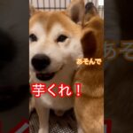 『芋くれ！』柴犬の真剣な訴えが面白い‼️ #柴犬　#犬　#いぬ　#おもしろ #面白い