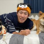 チワワの、のぶなが【飼い主と犬がおもしろすぎる】 がライブ配信中！