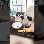 待てない‼️つまみ食いしちゃうパグが可愛い💕　#パグ　#犬　#かわいい犬 #犬のいる暮らし #癒し