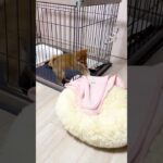 【世界一かわいい】ンショ…ンショ…【犬】 #柴犬 #子犬