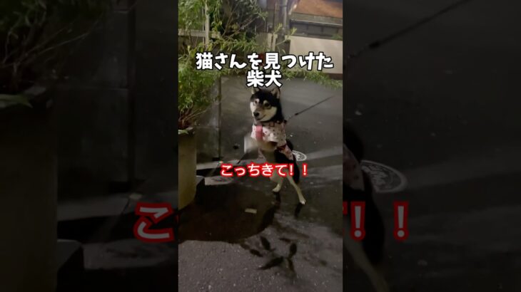 うますぎて驚くティム　　#ティム#犬#癒し