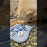 はじめて知育おもちゃで遊んだよ。#ポメラニアン #元保護犬 #癒し #ペット