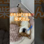 癒し💕寝方が可愛すぎる柴犬　#柴犬　#犬　#かわいい犬 #犬のいる暮らし #睡眠