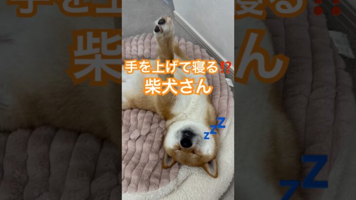 癒し💕寝方が可愛すぎる柴犬　#柴犬　#犬　#かわいい犬 #犬のいる暮らし #睡眠