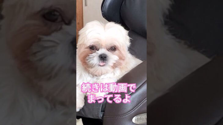 シーズー茶太郎のお気に入りのﾏｯｻｰｼﾞﾁｪｱｰ#シーズー犬 #癒し