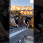 トラック警備隊⁉️可愛すぎる柴犬の子犬たち🫶　#柴犬　#子犬　#かわいい #犬のいる暮らし #癒し