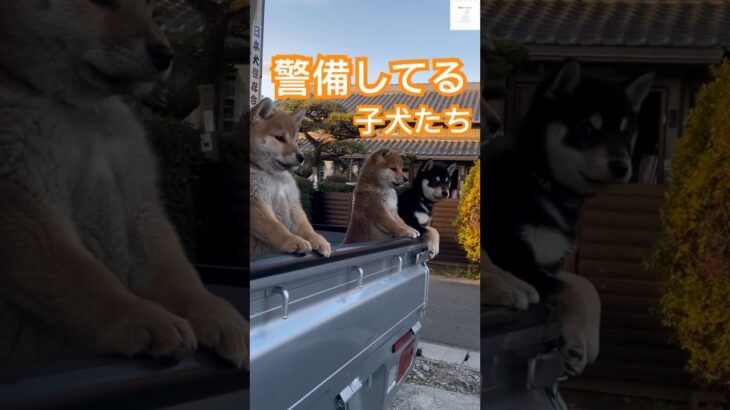 トラック警備隊⁉️可愛すぎる柴犬の子犬たち🫶　#柴犬　#子犬　#かわいい #犬のいる暮らし #癒し