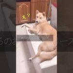 #おもしろい犬#かわいい人#足を崩して座る犬#保護犬と暮らす