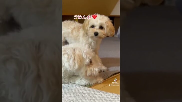 叱られても止めません😗#イヌ #可愛い #癒し #犬 #ミックス犬 #癒し動画 #愛犬