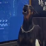 前代未聞！ハプニングすぎて10万人記念をやり直ししてしまうドーベルマンの飼い主