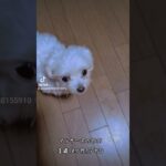 [マルチーズ１歳10ヶ月1.7キロのポポ]かわいいポポ　#マルチーズ　#マルチーズのポポ　#極小マルチーズ　#dog 　#愛犬 　#犬のいる生活 　#いぬのきもち　#かわいい犬　#成長記録　#愛犬