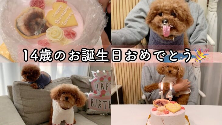 【お誕生日】ハプニング発生⚠️2日に分けて、お祝いしたよ💦【シニア犬】