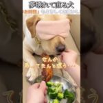 犬のおもしろ動画にツッコミどころ満載なアフレコしてみた＃209【ブロッコリー】【ハプニング映像】#shorts　#アフレコ #面白動画