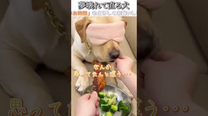 犬のおもしろ動画にツッコミどころ満載なアフレコしてみた＃209【ブロッコリー】【ハプニング映像】#shorts　#アフレコ #面白動画