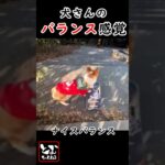 犬さんのバランス感覚すご(音速)241215 #shorts #おもしろ #とむちゃんねる