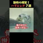 Instagramで5億回バズった動物ハプニング動画7選！7Animal Happenings Videos That Got 500 Million Buzz on Instagram!#犬#猫