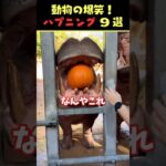 Instagramで5億回バズった動物ハプニング動画9選！9Animal Happenings Videos That Got 500 Million Buzz on Instagram!#犬#猫