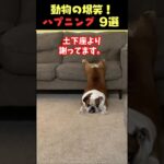 Instagramで8億回バズった動物ハプニング動画9選！9Animal Happenings Videos That Got 800 Million Buzz on Instagram!#犬#猫