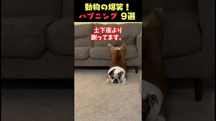 Instagramで8億回バズった動物ハプニング動画9選！9Animal Happenings Videos That Got 800 Million Buzz on Instagram!#犬#猫