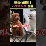 SNSで5.3億回バズった動物ハプニング動画9選！9Animal Happenings Videos That Got 530 Million Buzz on SNS!#shorts #犬#猫#動物