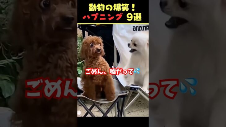 SNSで5.3億回バズった動物ハプニング動画9選！9Animal Happenings Videos That Got 530 Million Buzz on SNS!#shorts #犬#猫#動物