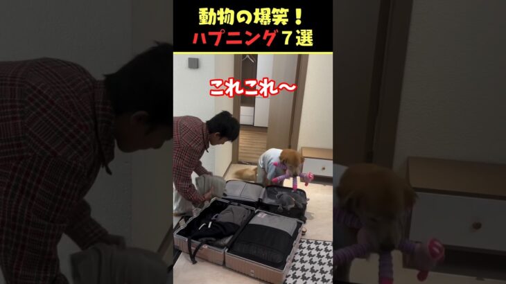 SNSで6.1億回バズった動物ハプニング動画7選！7Animal Happenings Videos That Got 610 Million Buzz on SNS!#shorts #犬#猫#動物