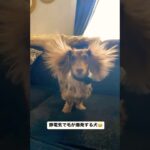 シャオシャオ犬 #Shorts #TikTok #dog #animals #おすすめ #犬 #いぬ #犬のいる暮らし #犬のいる生活 #いぬのいる生活 #ペット #動物 #おもしろ #面白い #爆笑