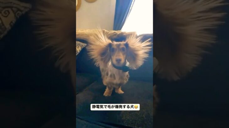 シャオシャオ犬 #Shorts #TikTok #dog #animals #おすすめ #犬 #いぬ #犬のいる暮らし #犬のいる生活 #いぬのいる生活 #ペット #動物 #おもしろ #面白い #爆笑