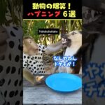 Xで9.4億回バズった動物ハプニング動画6選！6Animal Happenings Videos That Got 940 Million Buzz on X!#犬#猫#動物#ペット#shorts