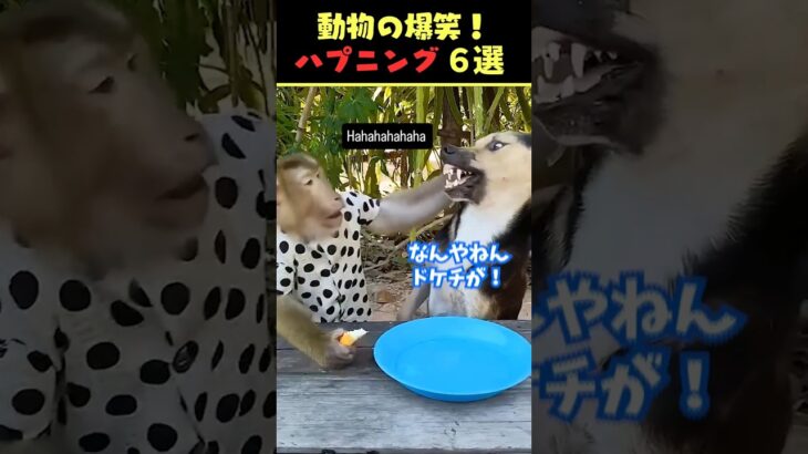 Xで9.4億回バズった動物ハプニング動画6選！6Animal Happenings Videos That Got 940 Million Buzz on X!#犬#猫#動物#ペット#shorts