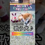 柴犬コロ 歌う犬🐕 クリスマスソング🎄 #柴犬コロ #歌う犬 #かわいい #おもしろ #クリスマス #Xmas #shibainu #dog