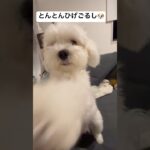 #dog #癒し #ゴルパピ #ごるし #可愛い #犬のいる生活 #トイプードル