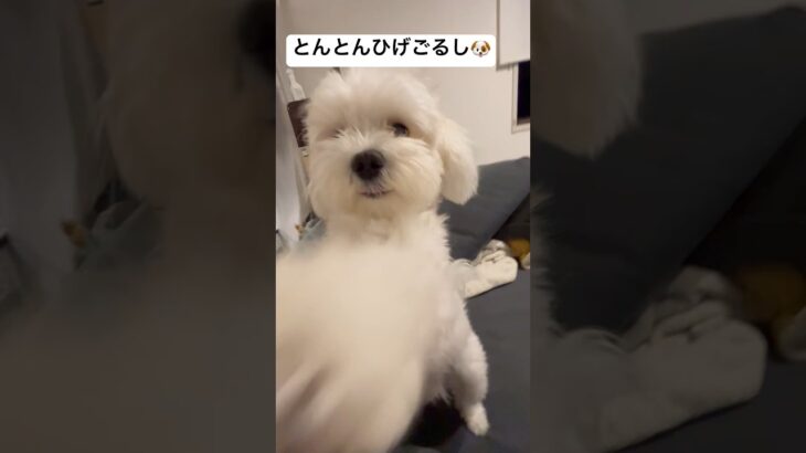 #dog #癒し #ゴルパピ #ごるし #可愛い #犬のいる生活 #トイプードル