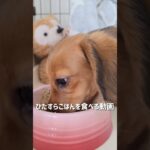 もぐもぐタイム #ミニチュアダックスフンド #ミニチュアダックス #子犬 #パピー #犬  #癒し #dog #miniaturedachshund #puppy #shrots