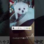 [ハプニング]ラテ気付いてない🤣　#ミックス犬　#マルポメ　#ポメマル　#マルポメのラテ　#マイペース　#ハプニング　#愛犬 　#猫ハウス　#不思議　#dog 　#mix　#面白い犬　#面白い　#犬