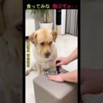 食ってみな飛ぶぞ　#おもしろ #dog  #犬 #shorts