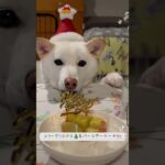 #柴犬 #豆柴 #白柴 #犬 #かわいい #dogtok #doglife #cute #puppy #idol #japan #japanese #shibainu #merrychristmas