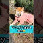 柴犬コロ ふたえすぎる柴犬😂 #柴犬コロ #おもしろ #かわいい #犬 #funny #shibainu #dog #cute