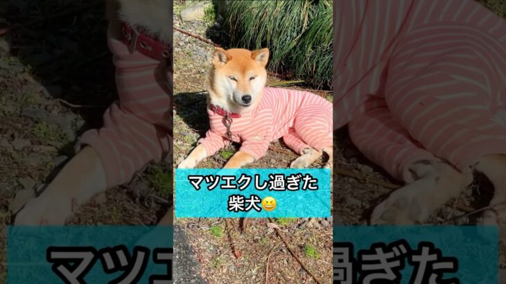 柴犬コロ ふたえすぎる柴犬😂 #柴犬コロ #おもしろ #かわいい #犬 #funny #shibainu #dog #cute