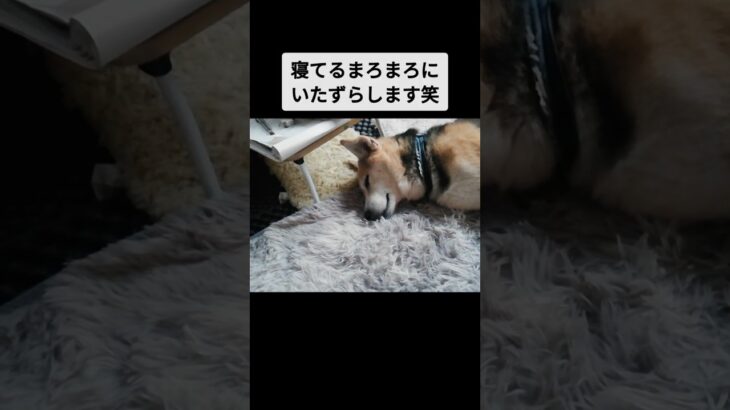 お昼寝中は構ってくれないマロ(´・ω・｀)　#かわいい犬 #かわいい #癒やし  #まろ#コーギー#柴犬#いぬ#犬#かわおもしろ#funnydogs#dog