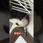 #ふれんちぶるどっぐ#おもしろ犬動画#merrychristmas#怖い顔