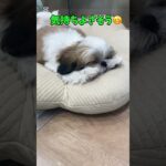 #チャンネル登録お願いします #シーズー #子犬 #おやすみ #かわいい #please_subscribe_my_channel #shorts #puppy #shihtzu #시즈니브이로그