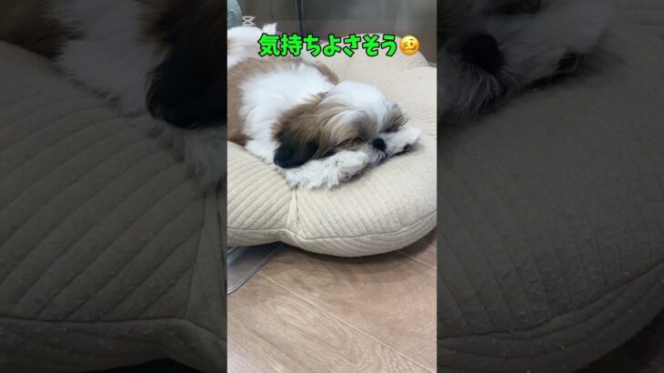 #チャンネル登録お願いします #シーズー #子犬 #おやすみ #かわいい #please_subscribe_my_channel #shorts #puppy #shihtzu #시즈니브이로그