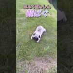 匍匐前進のパグ神が😅#pug#おもしろ動画 #犬